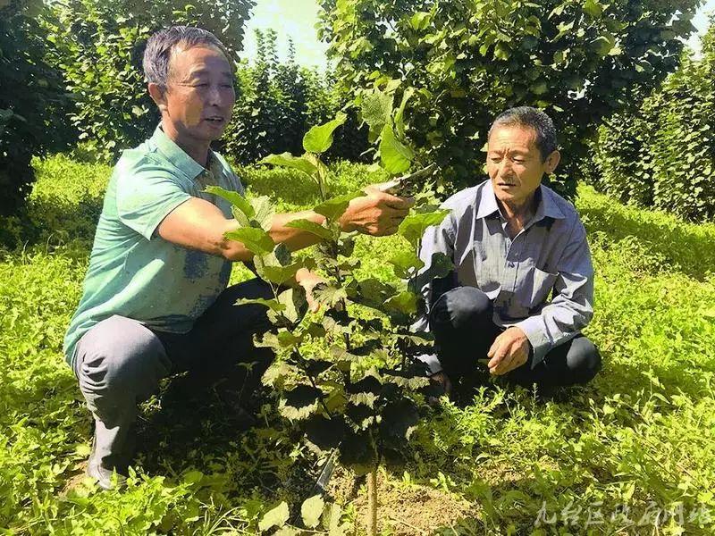 茂林镇新星项目引领地区发展之路