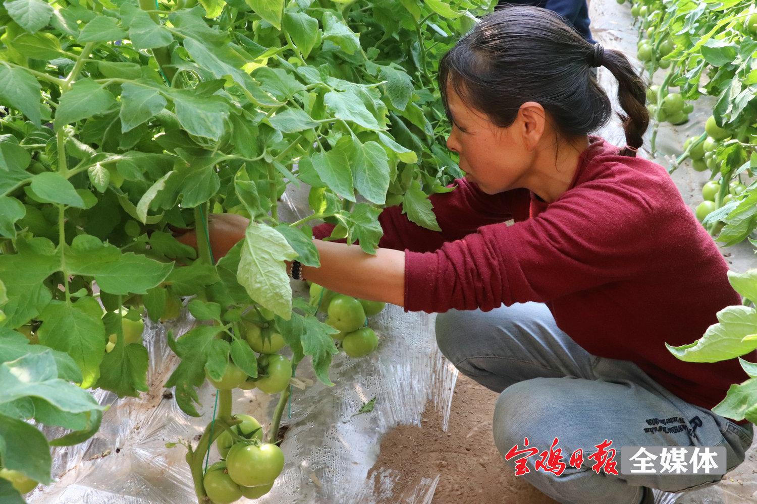 东白村委会最新招聘信息全览