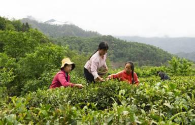 凉山村新领导，引领繁荣进步的先锋力量