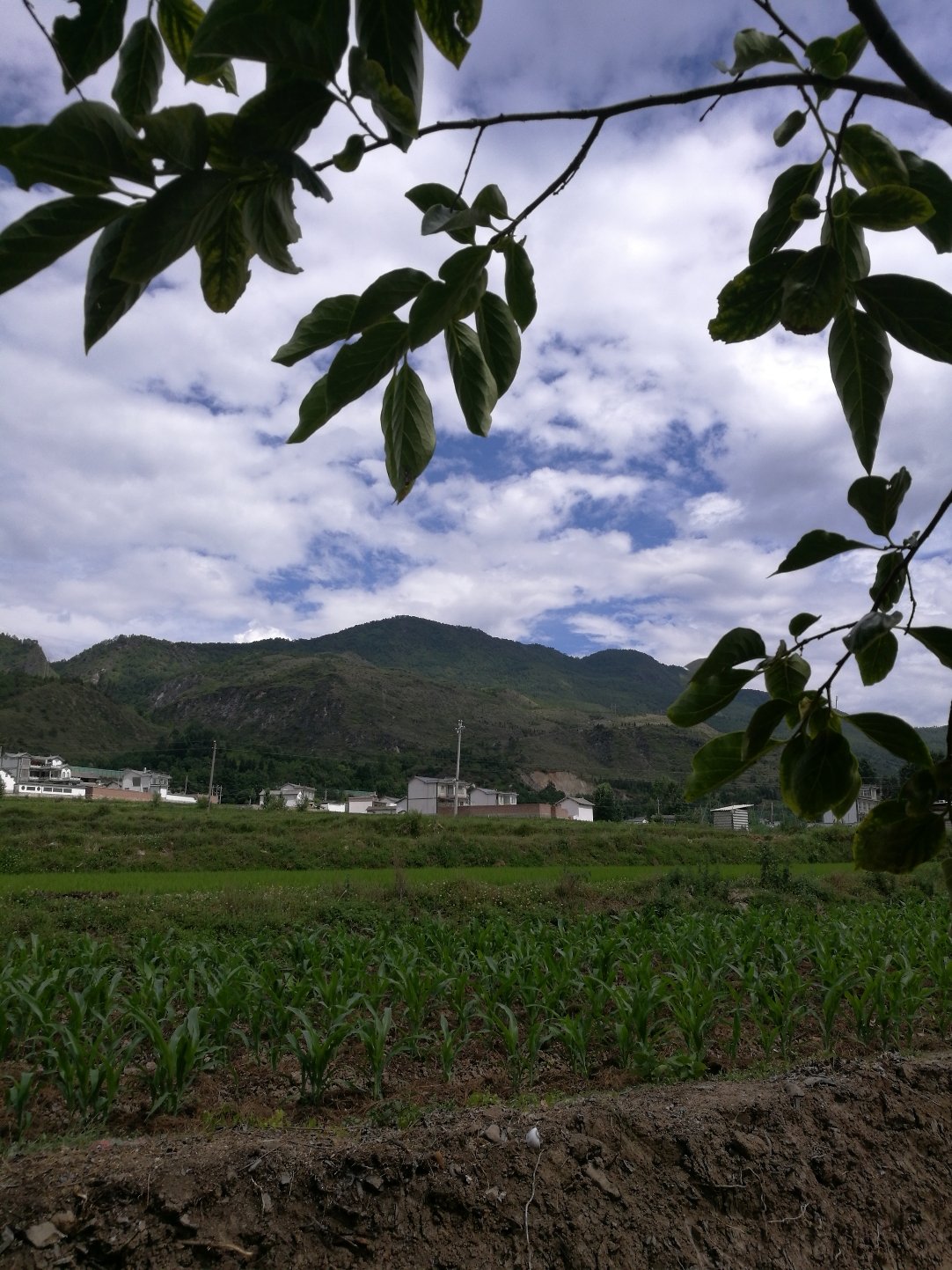 大羊街乡天气预报更新通知